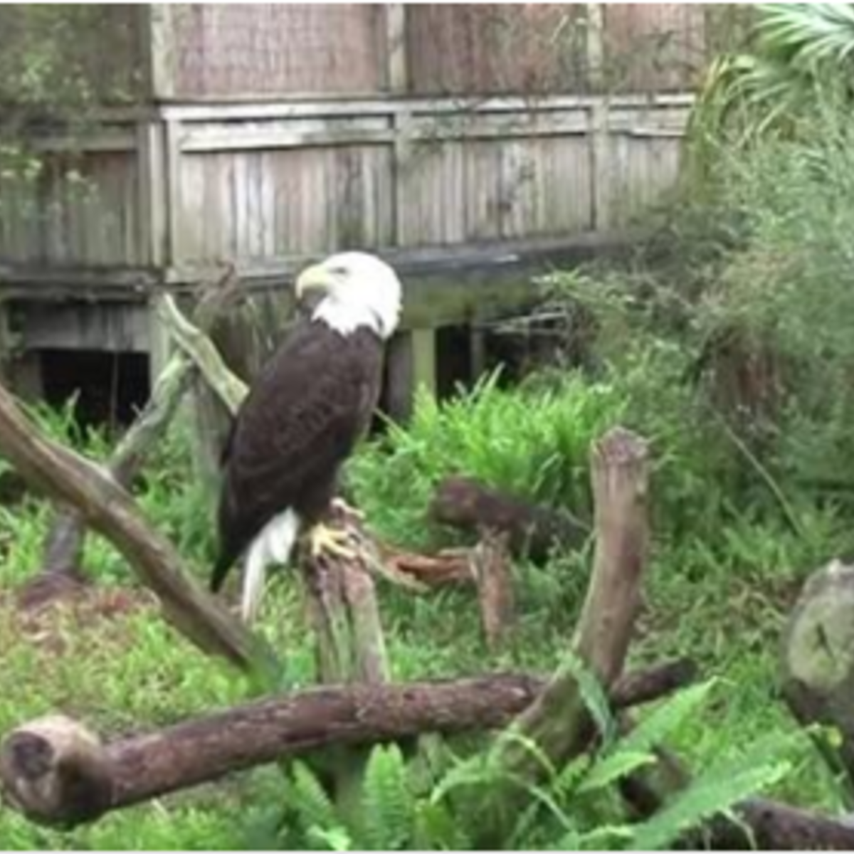 Tampa S Lowry Park Zoo Paycor Client Testimonial